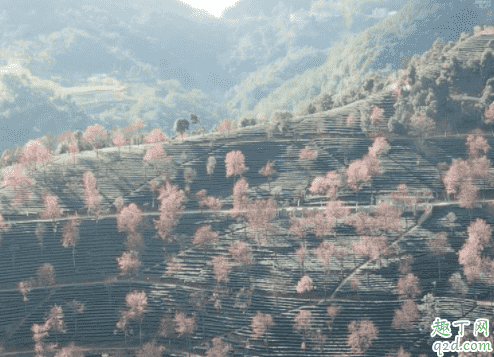 無量山櫻花谷門票多少 云南無量山的櫻花什么時候開3