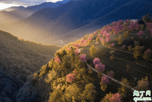 無量山櫻花谷門票多少 云南無量山的櫻花什么時候開2