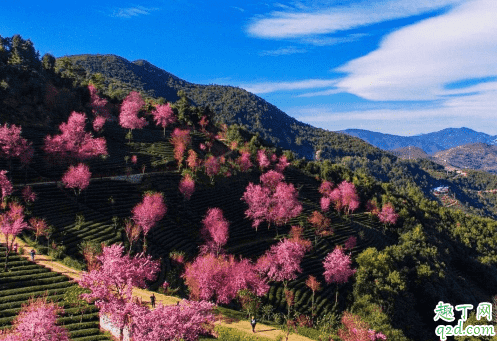 無量山櫻花谷門票多少 云南無量山的櫻花什么時候開4