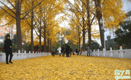 北京地壇公園銀杏什么時(shí)候黃 地壇公園銀杏大道怎么走2