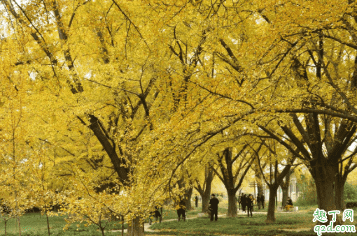 北京地壇公園銀杏什么時(shí)候黃 地壇公園銀杏大道怎么走4