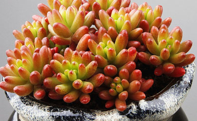 玉米石會(huì)開(kāi)花嗎 玉米石花期是啥時(shí)候