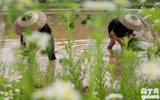 2021芒種是農(nóng)歷幾月幾日 2021年芒種后九天是什么時候1