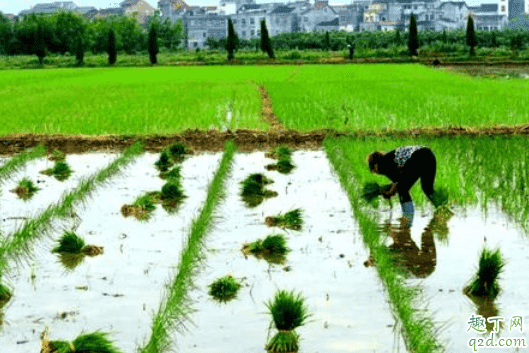 2021芒種是農(nóng)歷幾月幾日 2021年芒種后九天是什么時候4