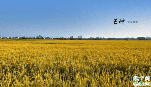 2021芒種是農(nóng)歷幾月幾日 2021年芒種后九天是什么時候5