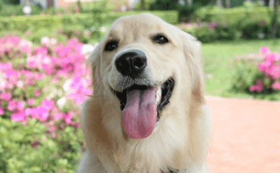 得了犬瘟的狗狗腳掌會出現(xiàn)什么癥狀 犬瘟熱治愈后是否終身攜帶病毒