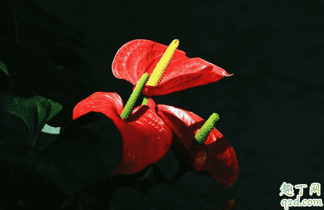 紅掌啥老不開花 紅掌花怎樣養(yǎng)才能快速爆盆2