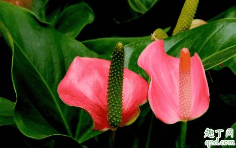 紅掌啥老不開花 紅掌花怎樣養(yǎng)才能快速爆盆3