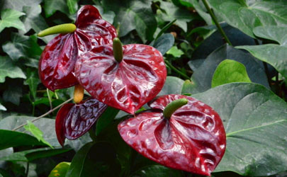 紅掌和仙客來哪個(gè)好養(yǎng) 冬季養(yǎng)紅掌哪些是要注意的