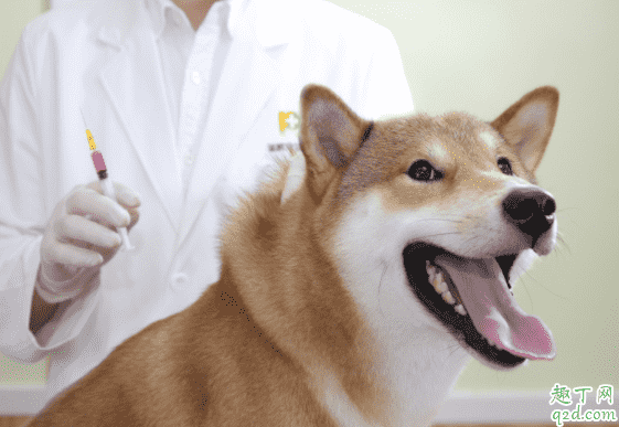 狗狗得細小多久可以查出來 紫外線對細小病毒有效果嗎2