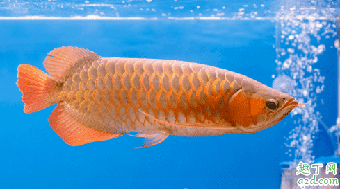 龍魚好養(yǎng)活嗎 龍魚生病了該怎么救治1