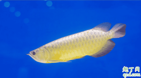 龍魚好養(yǎng)活嗎 龍魚生病了該怎么救治2