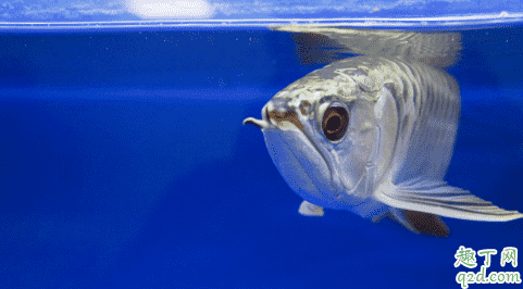 龍魚好養(yǎng)活嗎 龍魚生病了該怎么救治3