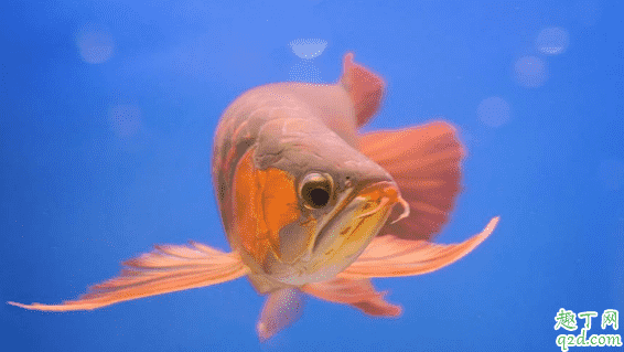 龍魚為啥會掉眼 預(yù)防龍魚掉眼有什么妙招1