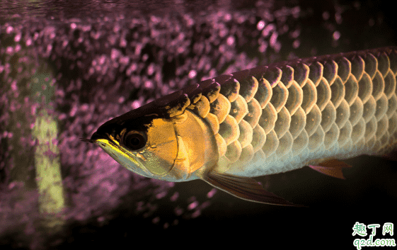 龍魚為啥會掉眼 預(yù)防龍魚掉眼有什么妙招2