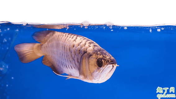 龍魚為啥會掉眼 預(yù)防龍魚掉眼有什么妙招3