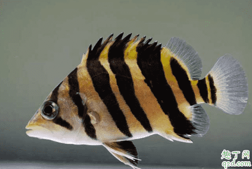 虎魚怎么養才好 虎魚得了病如何治療2