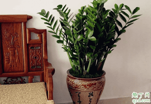 金錢樹好養(yǎng)活不 金錢樹要怎樣養(yǎng)長的旺盛2