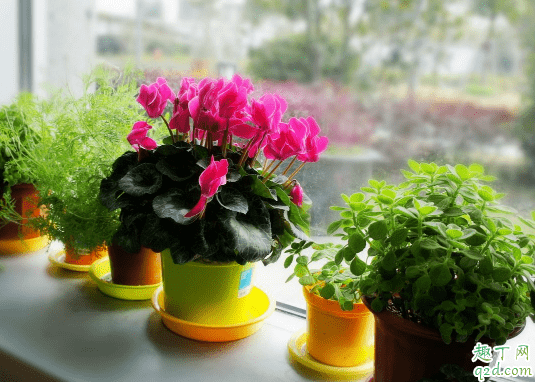 為什么仙客來的葉子會變黃 仙客來葉子發黃枯萎怎么處理1