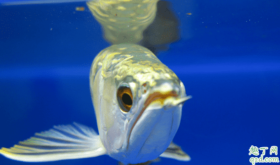 龍魚怕光是咋回事 養龍魚哪些事項是要注意的3