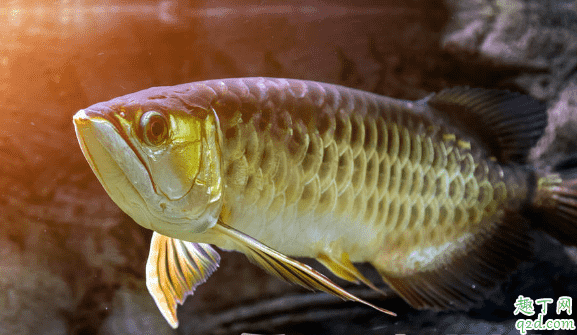 龍魚喂小魚長得快嗎 龍魚進食要注意什么2