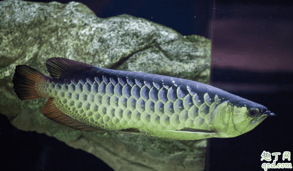 龍魚喂小魚長得快嗎 龍魚進食要注意什么1