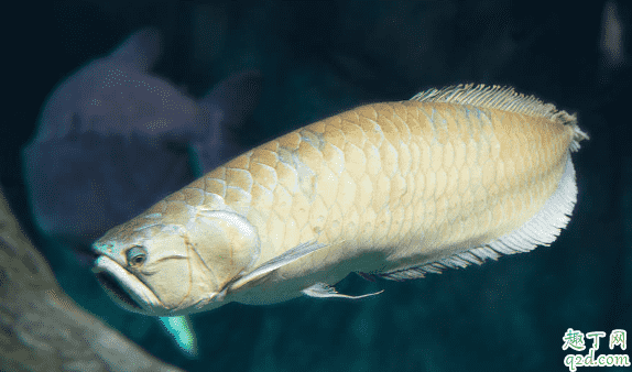 龍魚喂小魚長得快嗎 龍魚進食要注意什么3