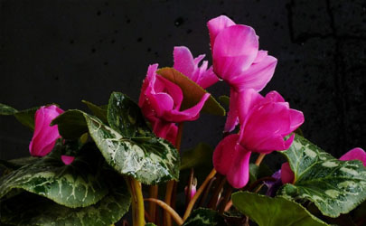 仙客來只長葉子不開花因?yàn)槭裁?仙客來怎樣養(yǎng)花開不斷