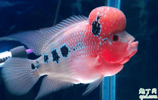 羅漢魚容易養(yǎng)不? 羅漢魚怎么養(yǎng)長的最大1