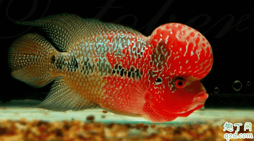 羅漢魚容易養(yǎng)不? 羅漢魚怎么養(yǎng)長的最大2