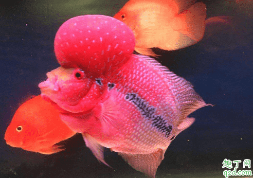 羅漢魚容易養(yǎng)不? 羅漢魚怎么養(yǎng)長的最大3