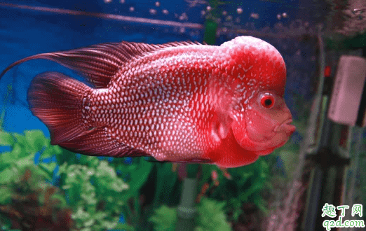 羅漢魚為什么不起頭 怎么能把羅漢魚養出頭3