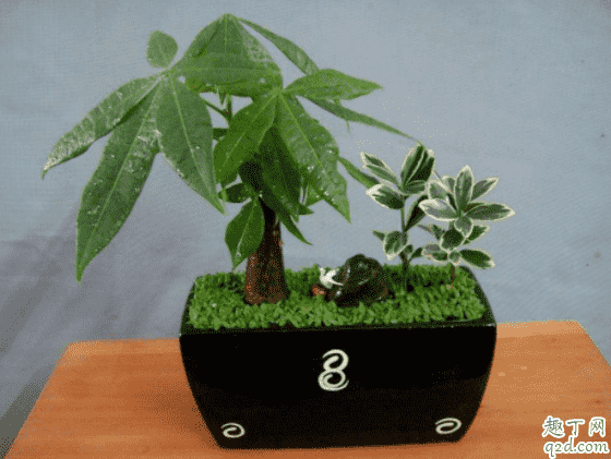發芽的發財樹為什么有黃葉 發財樹葉子都干枯了怎么處理1