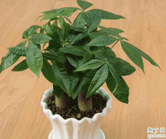 發芽的發財樹為什么有黃葉 發財樹葉子都干枯了怎么處理2