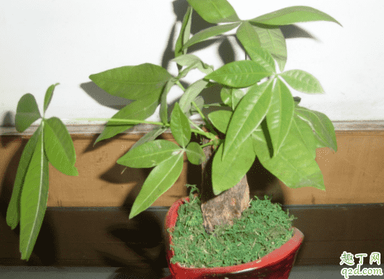 發芽的發財樹為什么有黃葉 發財樹葉子都干枯了怎么處理4