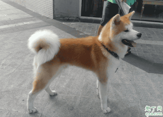 柴犬和秋田犬哪個好養(yǎng) 柴犬和秋田犬怎么分別3