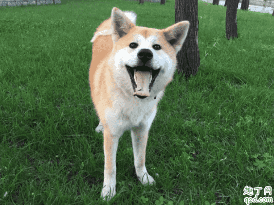 柴犬和秋田犬哪個好養(yǎng) 柴犬和秋田犬怎么分別1