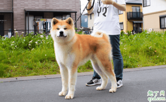 柴犬和秋田犬哪個好養(yǎng) 柴犬和秋田犬怎么分別2