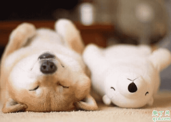 柴犬和秋田犬哪個好養(yǎng) 柴犬和秋田犬怎么分別5