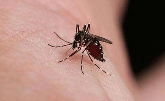 被蚊子咬了怎么辦？被蚊子咬了怎么快速消腫止癢