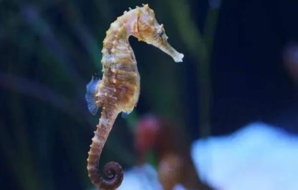 海馬為什么是爸爸生出來的？海馬是魚類嗎？