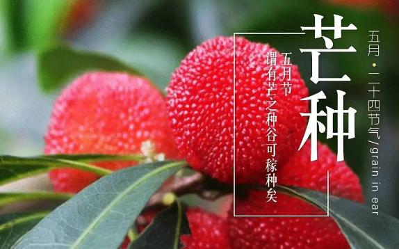 芒種吃什么水果健康？芒種后雨水多嗎