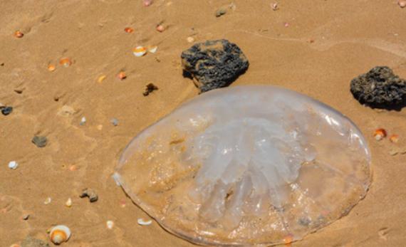 海灘上白色水母有毒嗎？水母有毒為什么海蜇能吃