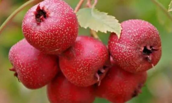山楂一般什么時候上市?。可介c奶茶一起吃會怎樣
