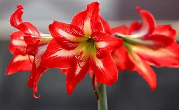 君子蘭和朱頂紅的區(qū)別是什么？君子蘭的特點(diǎn)