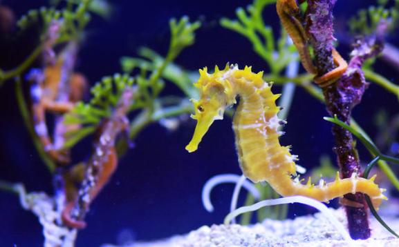海馬是魚類嗎?為什么？海馬是馬嗎