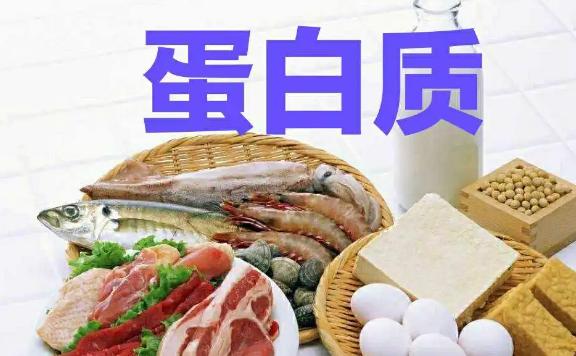 蛋白質占人體的百分之幾？蛋白質是什么