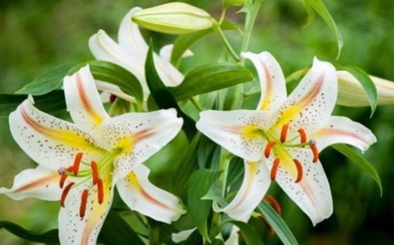 百合花一年有幾個花期？百合花秋天怎么養