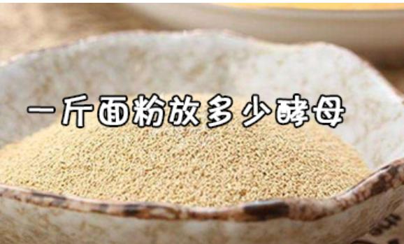 500G面粉與酵母比例是怎么樣的？上面酵母是什么東西