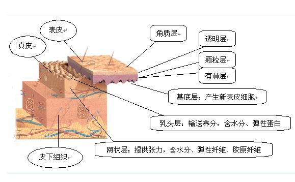 什么是角質層？怎樣增加角質層厚度